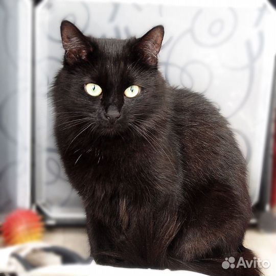 Кошечка в добрые руки