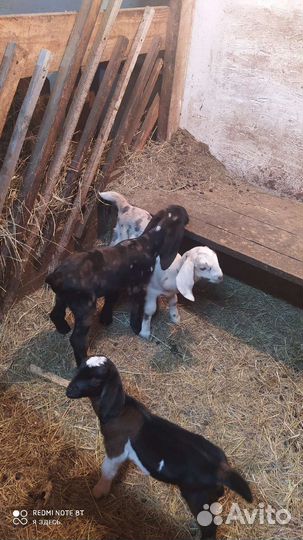 Козлик нубийский