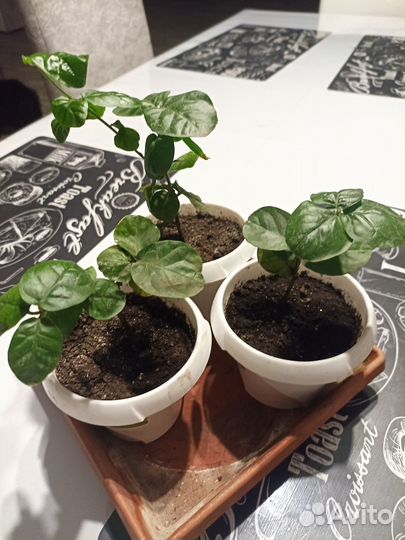 Комнатные цветы