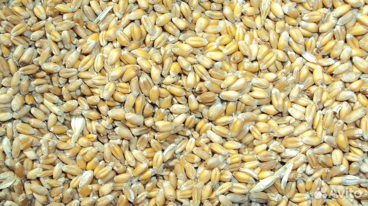 Товары для домашних животных