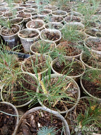 Хвойные растения