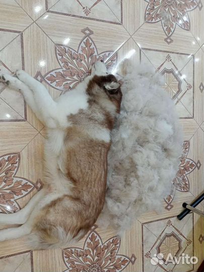 Услуги грумера