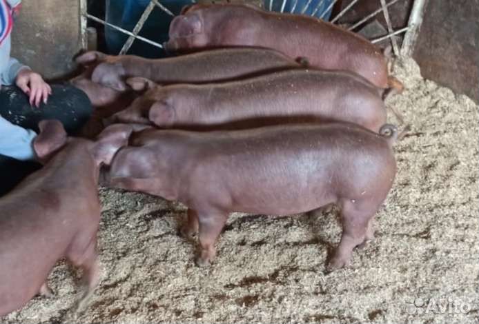 Продажа поросят Дюрок на Племя, Кантор