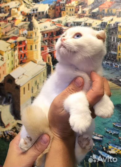 Шотландская кошечка