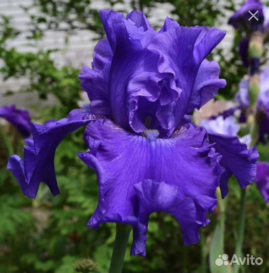 Ирисы бородатые. Живучка ползучая, Купчиха