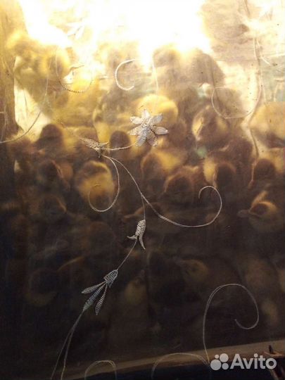 Утята муларды