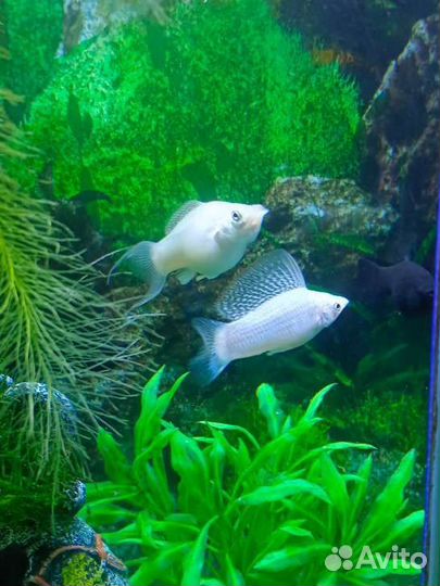 Аквариумные рыбки