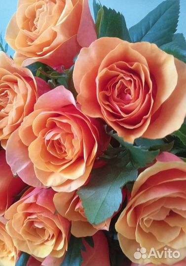 Цветы оптом и в розницу