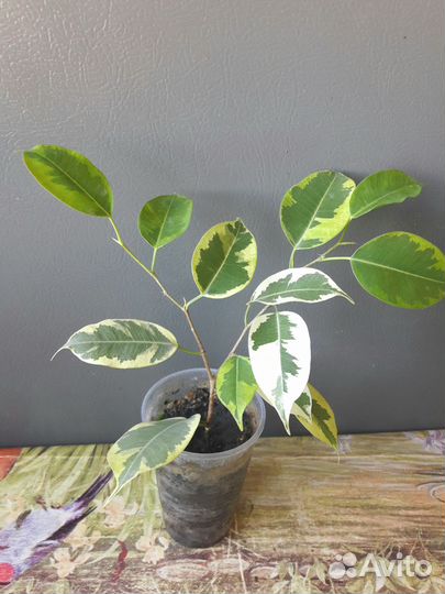 Фикус Бенджамина