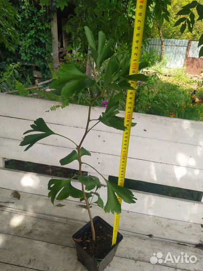 Гинкго билоба Саженцы и сеянцы