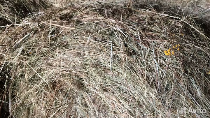 Сено в рулонах 350кг