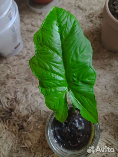 Сингониумавстралия