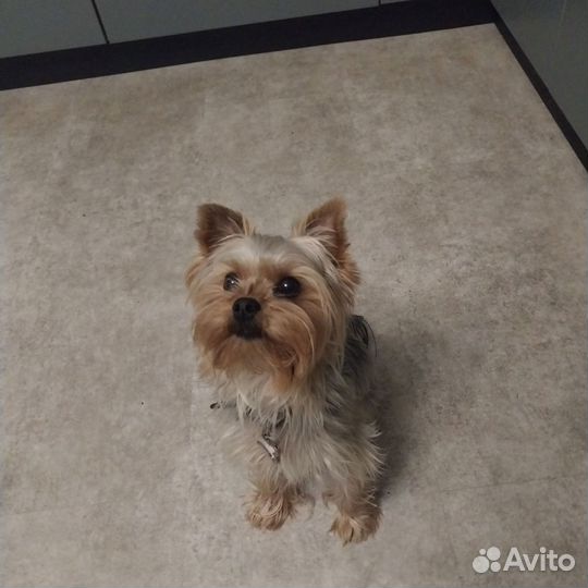 Вязка. йоркширский терьер вязка