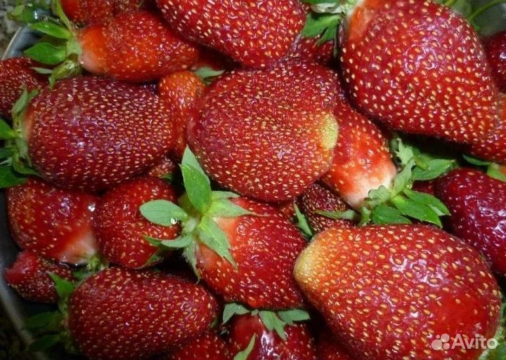 Усы Виктории фестивальная