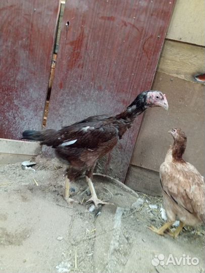 Бойцовая птица