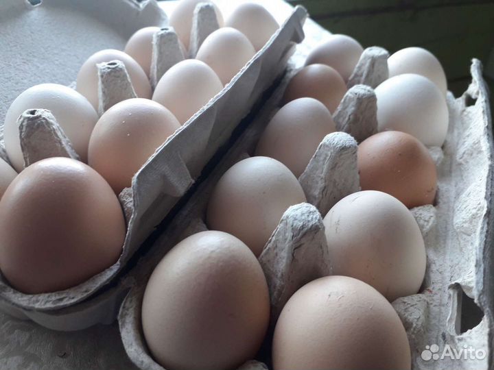 Яйцо куриное