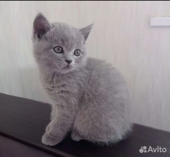 Британская