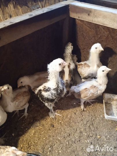 Домашняя птица