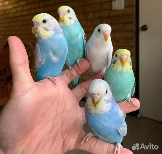 Волнистые попугаи