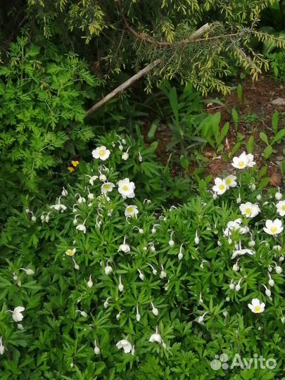 Многолетники