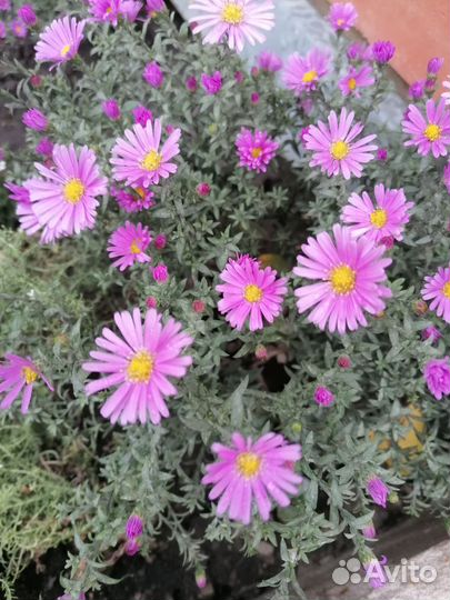 Сентябрины