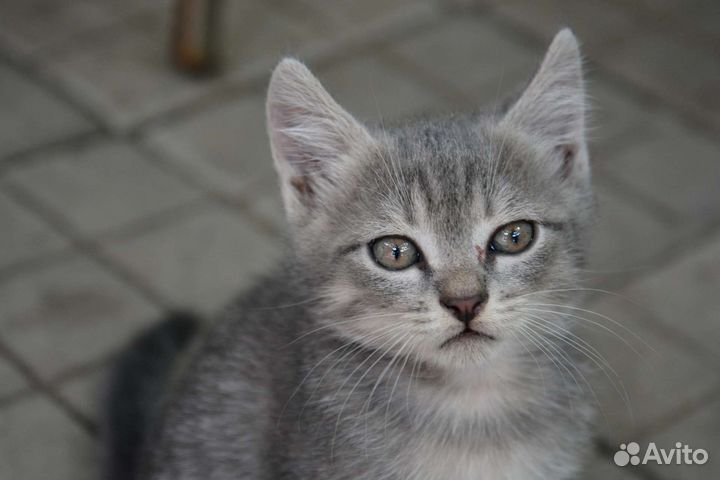 Котейки в добрые руки 1,5 месяца