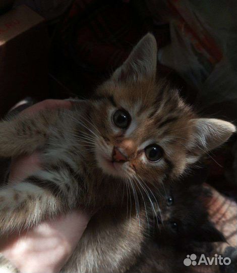 Котята в добрые руки (бесплатно)