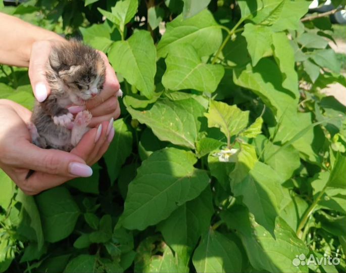 Котята в добрые руки бесплатно