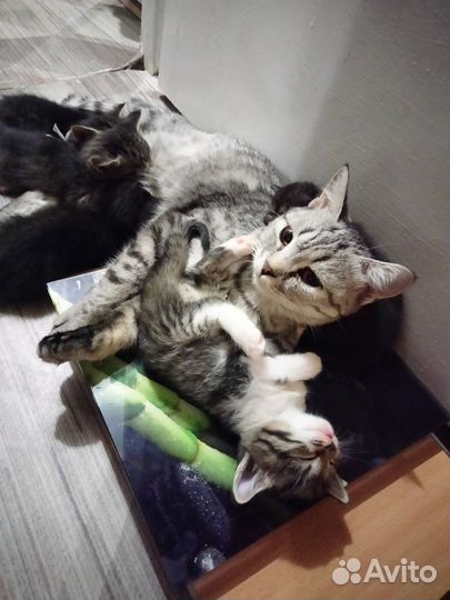 Котята в добрые руки