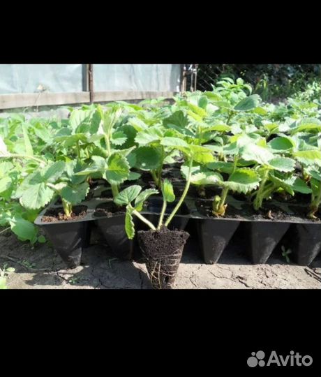 Продажа рассады клубники