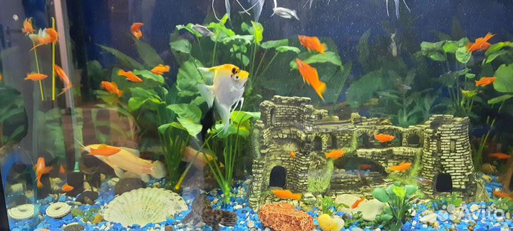 Рыбки меченосцы