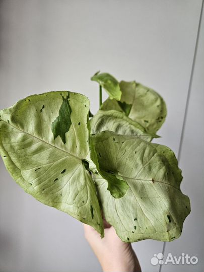 Сингониум серый призрак