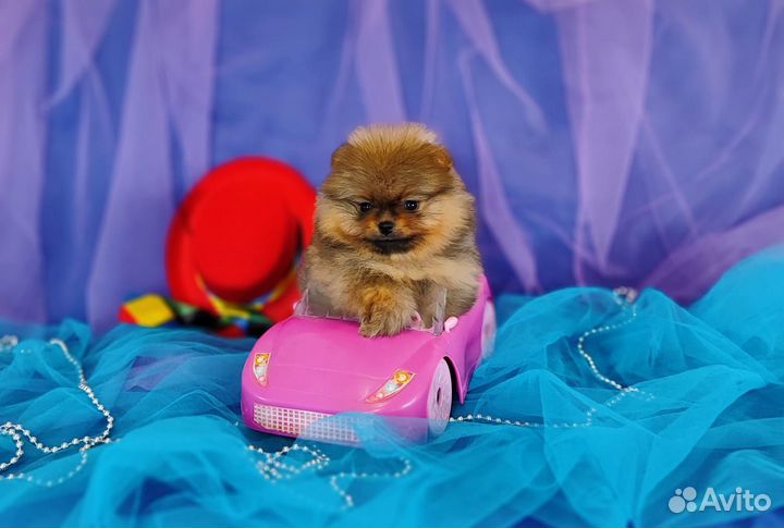 Шпиц милый мишка