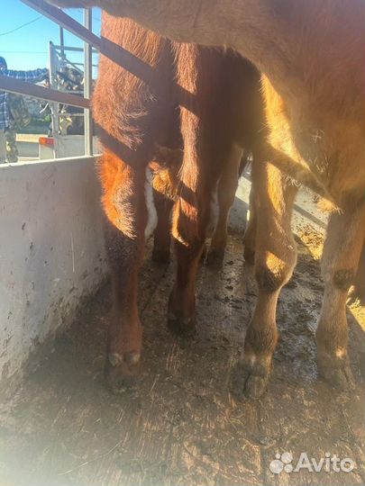 Телочки и бычки