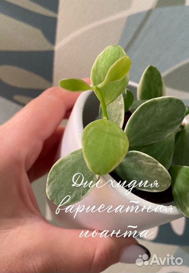 Суккленты Хойи Дисхидии