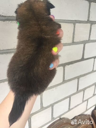 Шикарная девочка чихуахуа