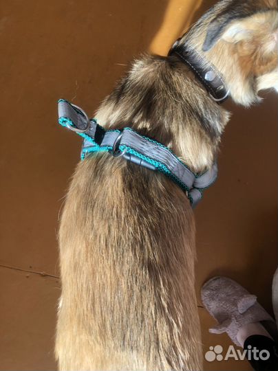 Шлейка для средней собаки