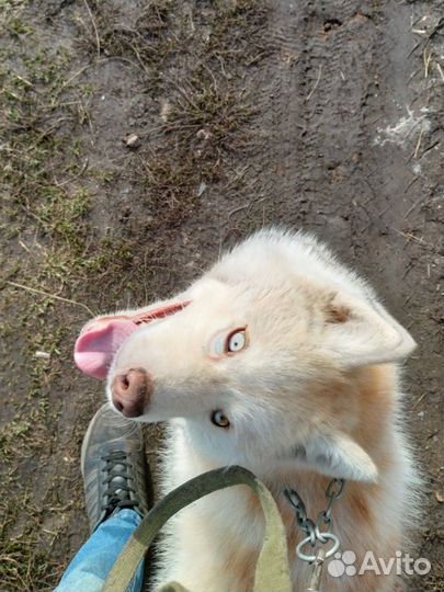 Хаски в добрые руки