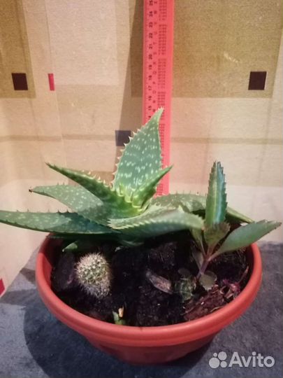 Алоэ Вера,домашний доктор,зелёная аптека