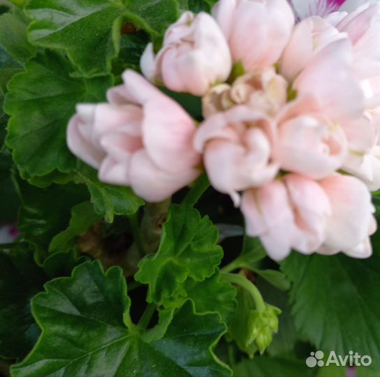 Герань сортовая