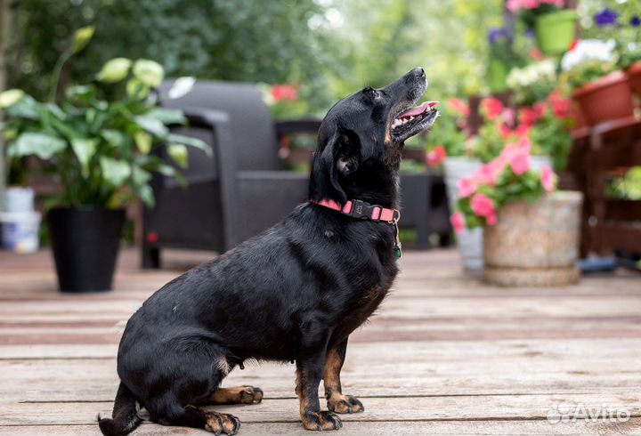Джина мелкаш в добрые руки