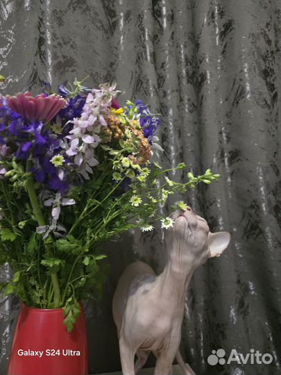 Канадский сфинкс котенок