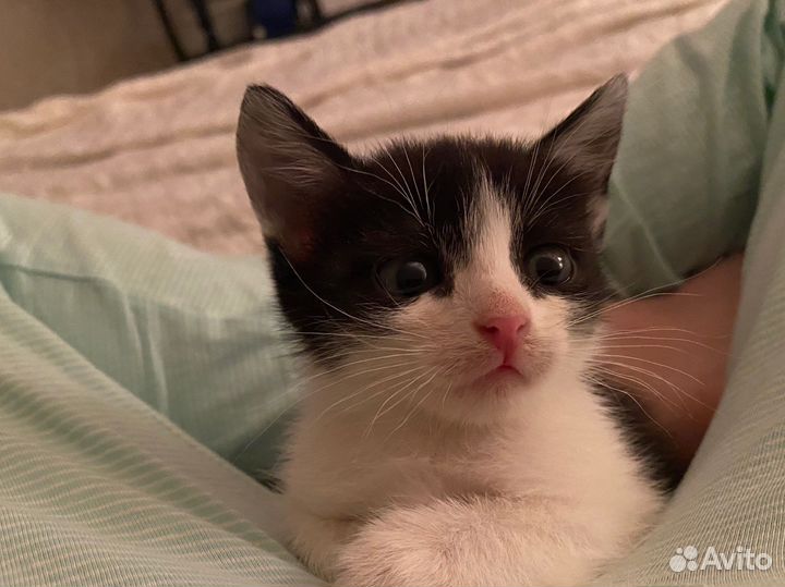 Котенок Аврора и другие котята