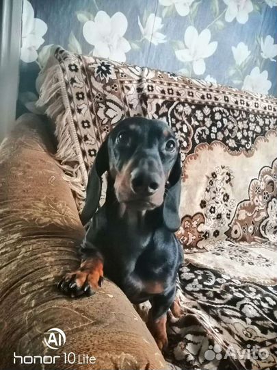 Вязка Таксы