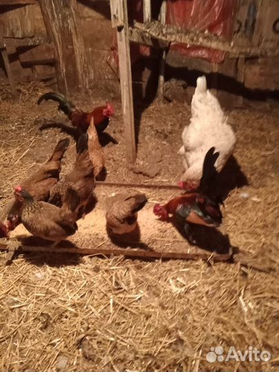 Декоративные карликовые куры