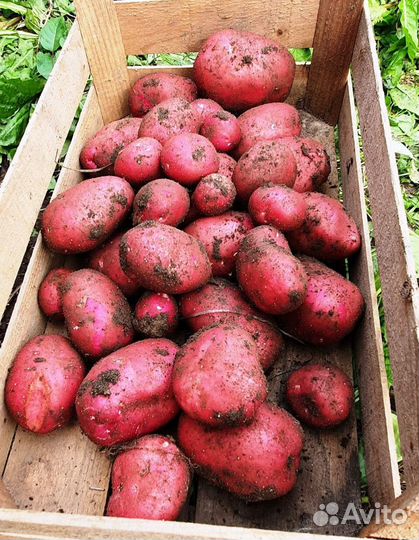 Картофель Шарвари Пирошка, семенной, 10 клубней