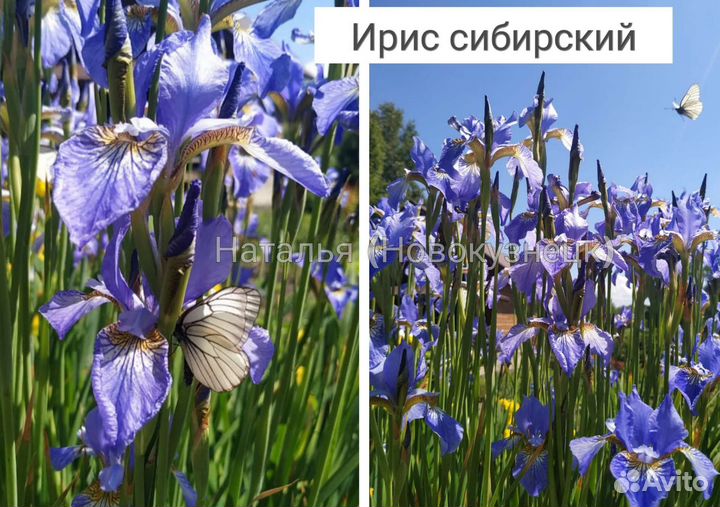 Ирисы бородатые