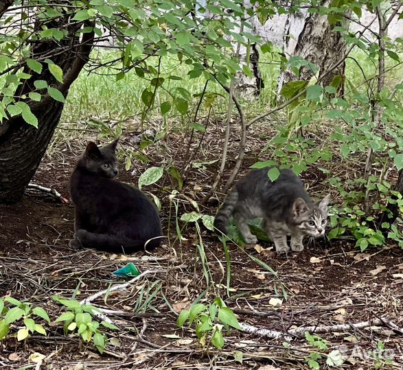 Прекрасные котята в добрые руки