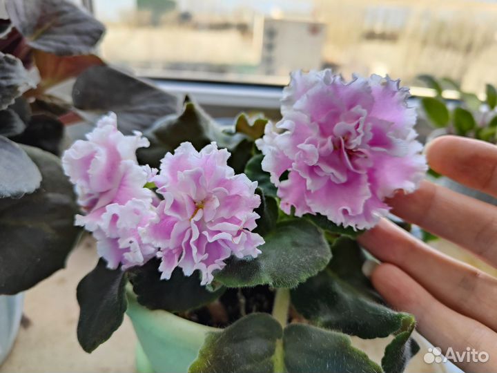 Фиалки сортовые