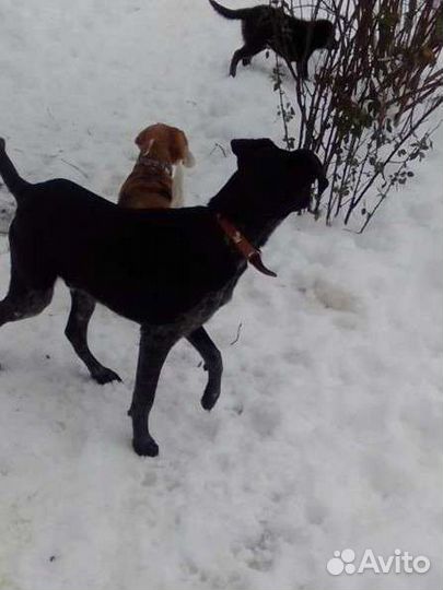 Передержка домашних животных